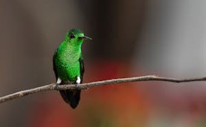 Steely-vented Hummingbird © JJ Arango
