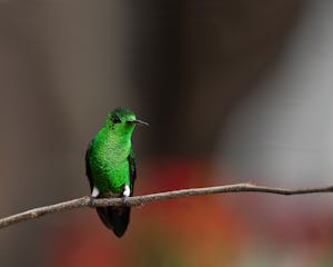 Steely-vented Hummingbird © JJ Arango