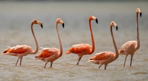 American Flamingo © JJ Arango