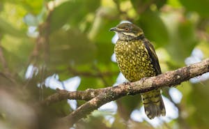 Scaled Fruiteater © JJ Arango