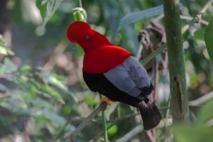 Andean-cock-of-the-Rock © Christopher Calonje