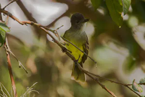 Apical Flycatcher © Christopher Calonje
