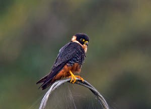 Bat Falcon © Christopher Calonje