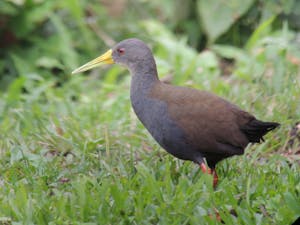 Blackish Rail © Christopher Calonje
