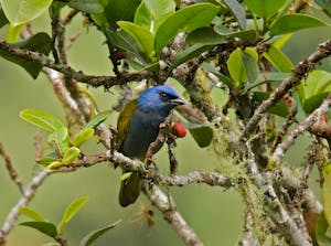 Blue-capped Tanager © Christopher Calonje