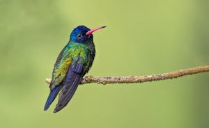 Blue-headed Saphire © JJ Arango