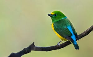 Blue-naped Chorophonia © JJ Arango