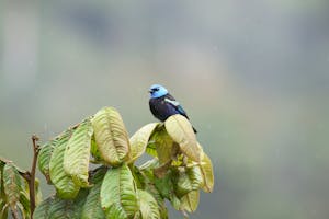 Blue-necked Tanager © Christopher Calonje