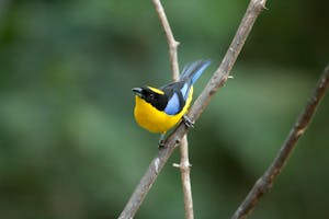 Blue-winged Mountain Tanager © Christopher Calonje