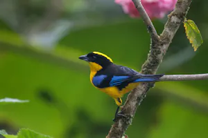 Blue-winged Mountain Tanager © Christopher Calonje