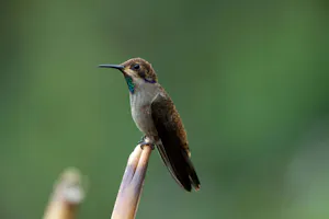 Brown Violetear © Christopher Calonje