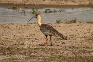 Buff-necked Ibis © Christopher Calonje