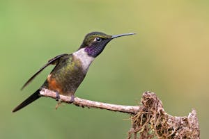 Purple-throated Woodstar © JJ Arango