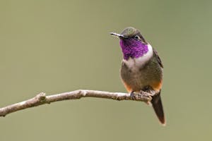Purple-throated Woodstar © JJ Arango