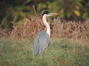Cocoi Heron © Christopher Calonje