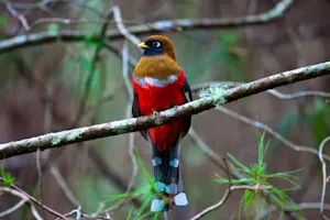 Collared Trogon © Christopher Calonje