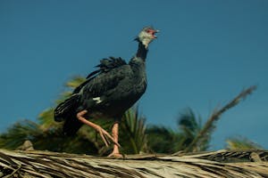 Northern Screamer © JJ Arango