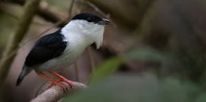 White-bearded Manakin © JJ Arango