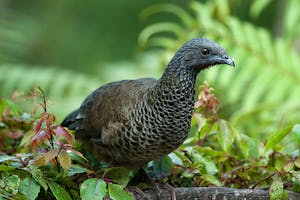Colombian Chachalaca © JJ Arango