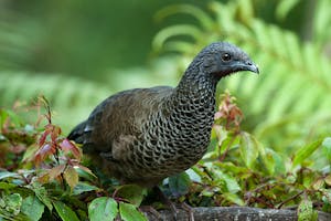 Colombian Chachalaca © Christopher Calonje