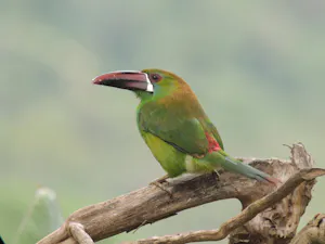 Crimson-rumped Toucanet © Christopher Calonje