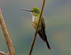 Empress Brilliant © Christopher Calonje