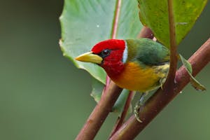 Red-headed Barbet © JJ Arango