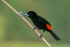 Flame-rumped Tanager © JJ Arangoa