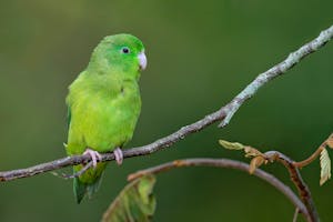 Spectacled Parrotlet © JJ Arango