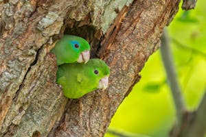 Spectacled Parrotlet © JJ Arango