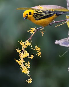 Golden Tanager © Christopher Calonje