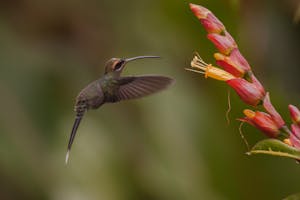 Green Hermit © Christopher Calonje