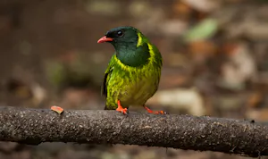 Green-and-Black Fruiteater © Christopher Calonje
