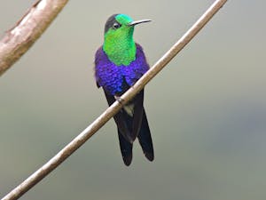 Green-crowned Woodnymph © Christopher Calonje