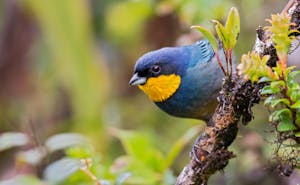 Purplish-mantled Tanager © JJ Arango