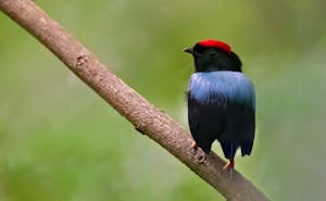 Lance-tailed Manakin © JJ Arango
