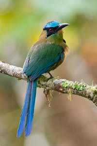 Andean Motmot © JJ Arango
