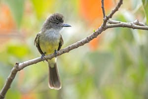Apical Flycatcher © JJ Arango