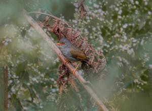 Orange-billed Nightingale © Christopher Calonje