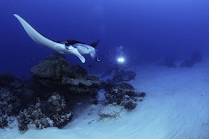 Diver with Manta Ray © Ocean-Productions