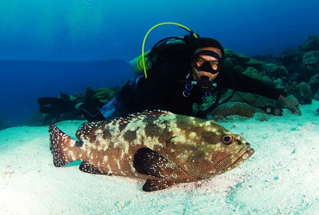 Amorous Grouper © Ron Leidich