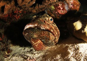 Amorous Grouper © Ron Leidich
