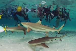 Black-tip Shark © Ron Leidich