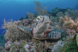 Green Sea Turtle © Richard Barnden