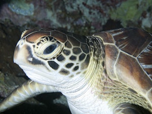 Green Turtle © Ocean Productions