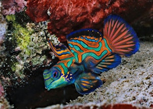 Mandarinfish © Ocean Productions