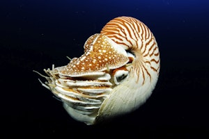 Nautilus © Ocean Productions