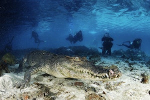 Saltwater Crocodile © Ocean Productions