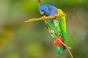 Blue-headed Parrot © JJ Arango