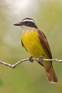 Great Kiskadee © JJ Arango